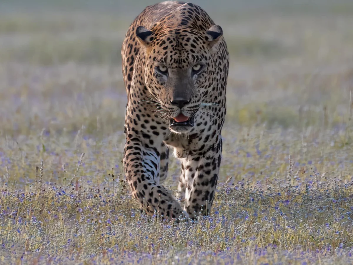 About Wilpattu Safari Tours